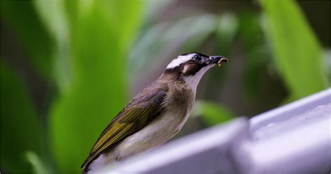 鳥飛進家裡代表什麼|【家裡飛來鳥】家裡飛來吉祥鳥？鳥類進家預示什麼吉凶福禍？